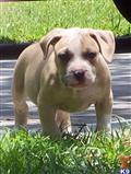 American Pit Bull