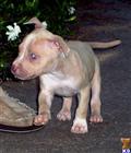 American Pit Bull