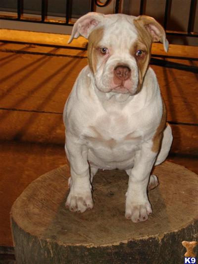 American Bandogge Mastiff Puppies