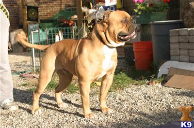 Stud Dogs in NJ