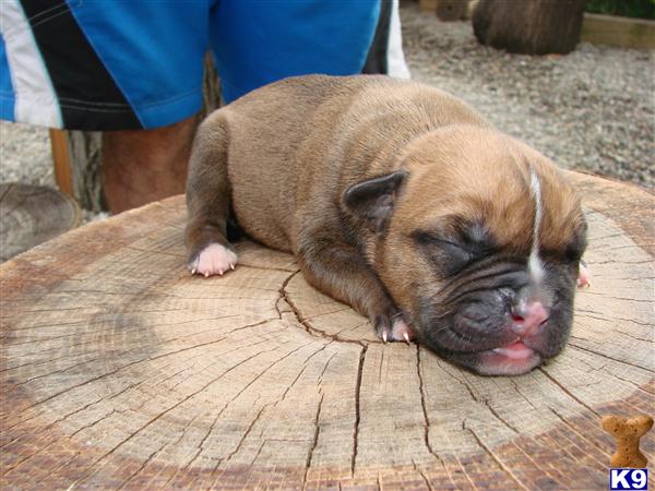 American Bandogge Mastiff Puppies