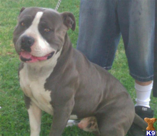 Puppies in Fontana