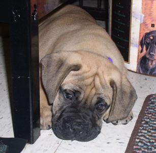 Bullmastiff Puppies for Sale