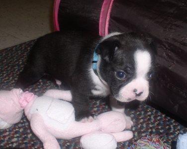 Puppies in AL