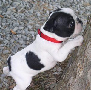 Puppies in AL