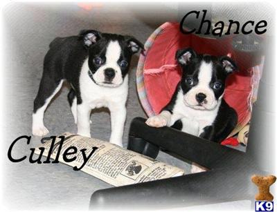 Puppies for Sale