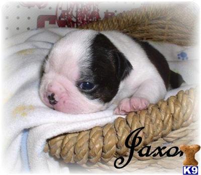 Puppies in AL