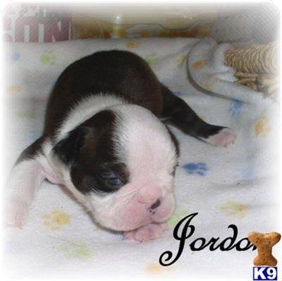 Puppies in AL
