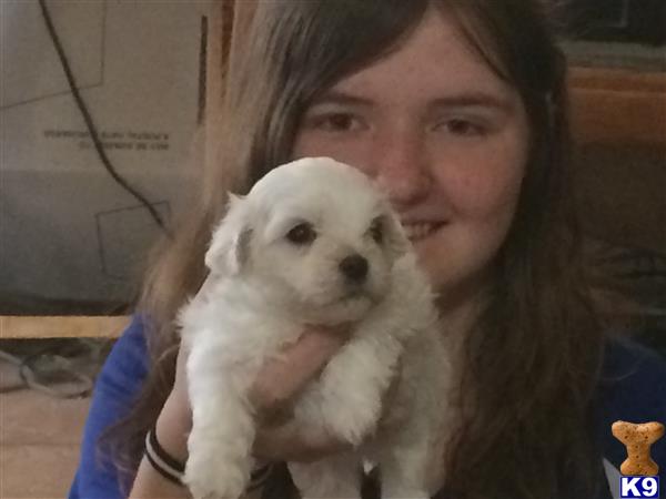 shih tzu for sale in el paso tx shih tzu puppies for sale in shih tzu for sale in el paso tx shih tzu puppies for sale in