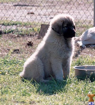 Anatolian Shepherd Dog Puppies