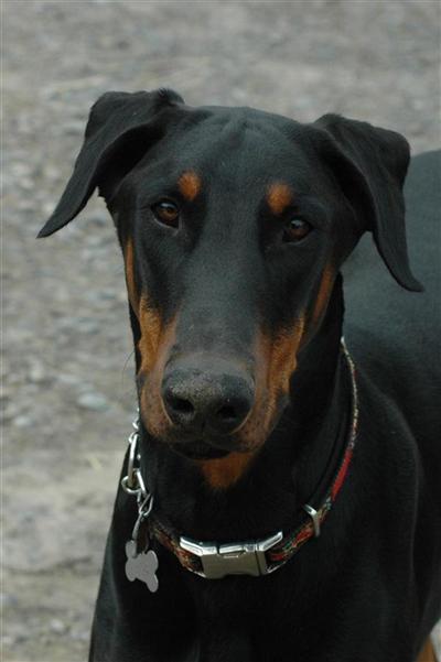 Dogs - Doberman Pinscher