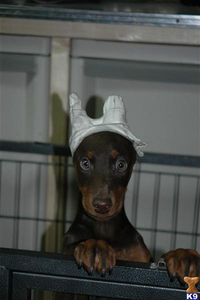 Doberman Pinscher Puppies for Sale