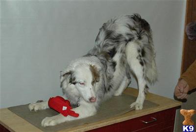 Border Collie Puppies for Sale