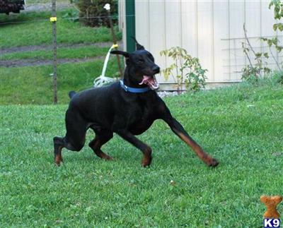 Stud Dogs - Doberman Pinscher