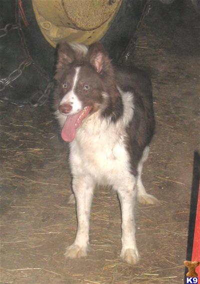 Stud Dogs - Border Collie