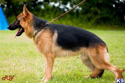 Stud Dogs - German Shepherd