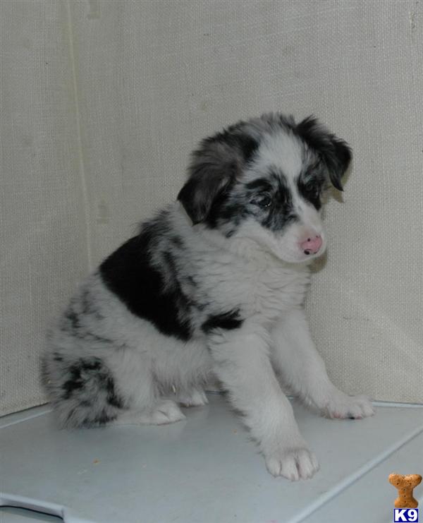 Border Collie Puppies