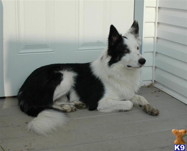 Stud Dogs - Border Collie
