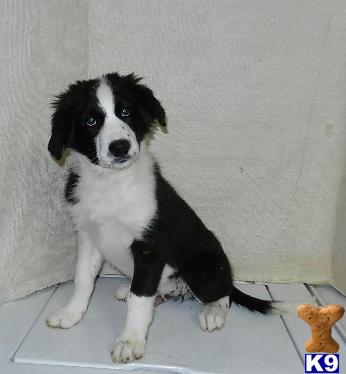 Puppies in Moravia