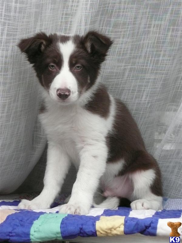 border collie puppies for sale ny document moved border collie puppies for sale ny document moved
