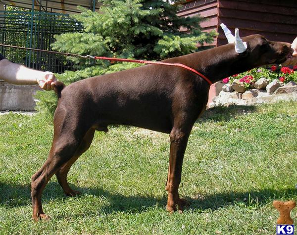 Stud Dogs - Doberman Pinscher