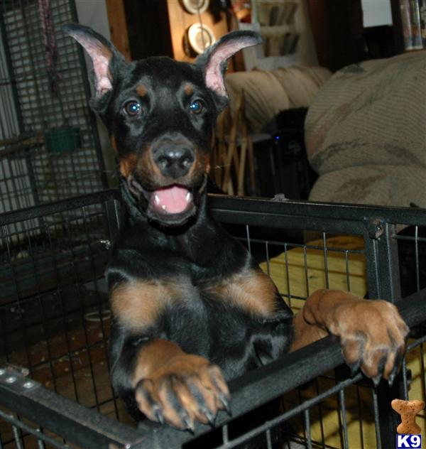 Doberman Pinscher Puppies