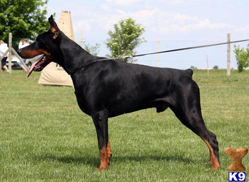 Stud Dogs - Doberman Pinscher