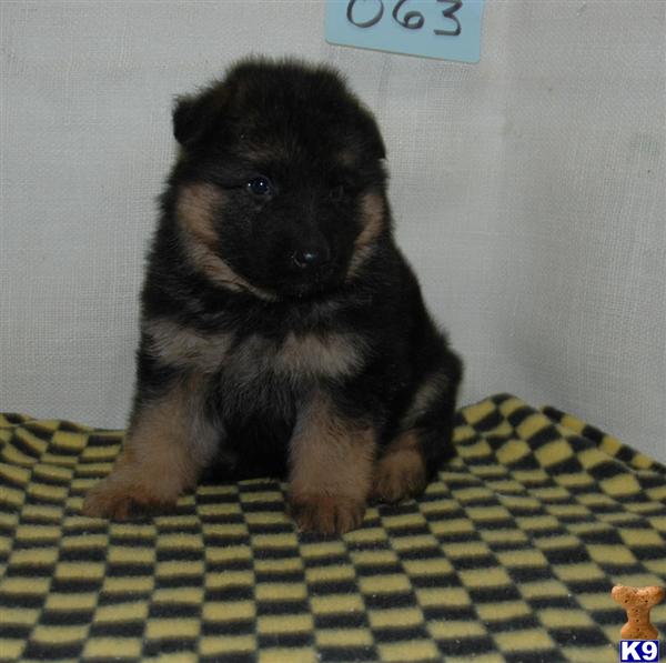 Puppies in Moravia