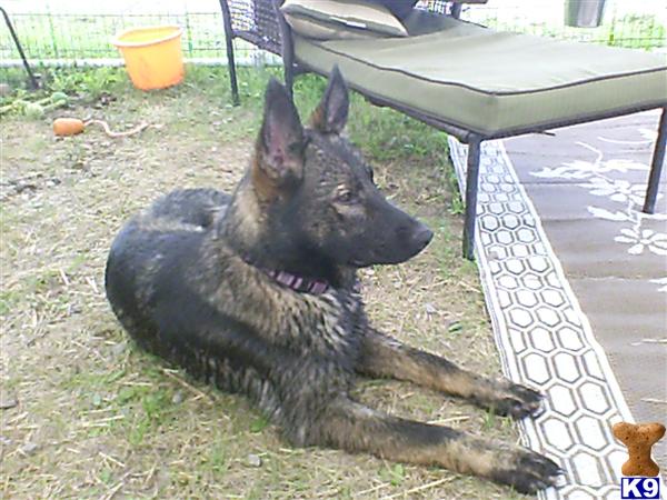 Puppies in Moravia