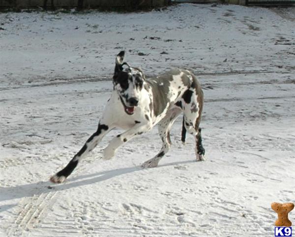 Dogs - Great Dane