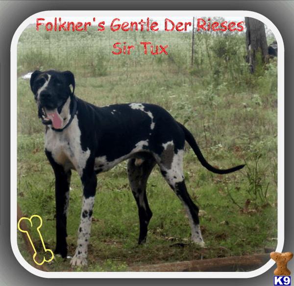 Stud Dogs - Great Dane