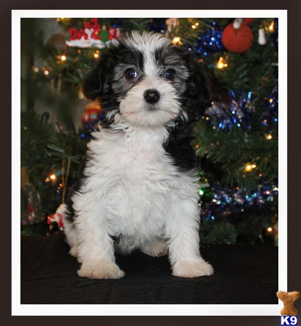 Chinese Crested Puppies