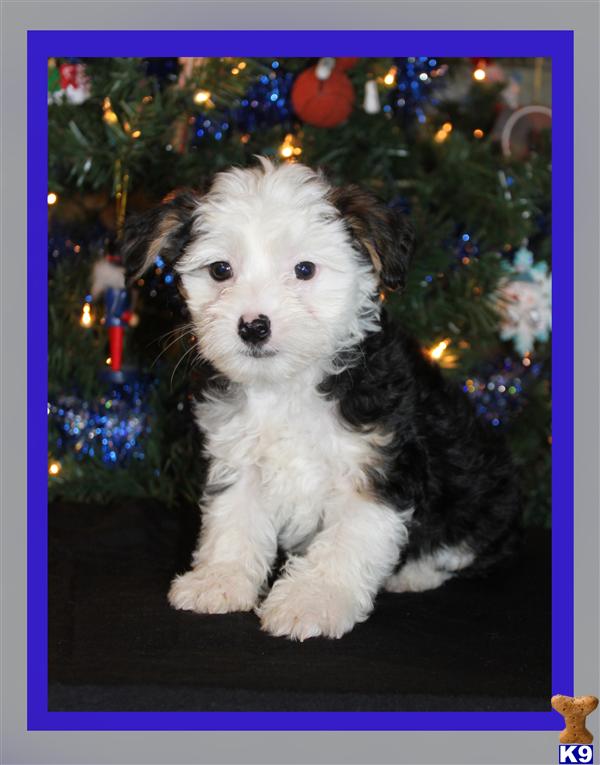 Chinese Crested Puppies