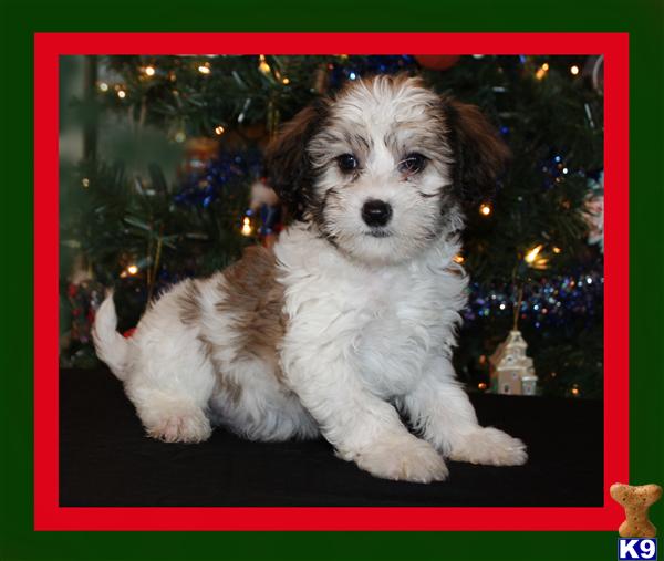 Chinese Crested Puppies