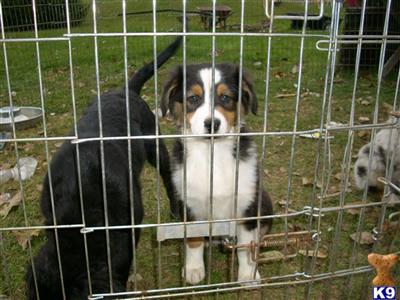 Australian Shepherd Puppies for Sale