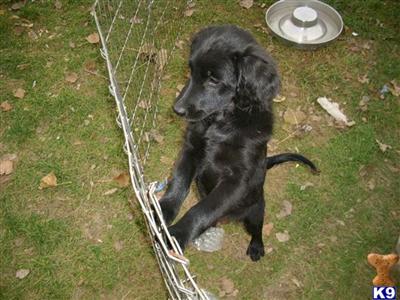 Puppies in MI