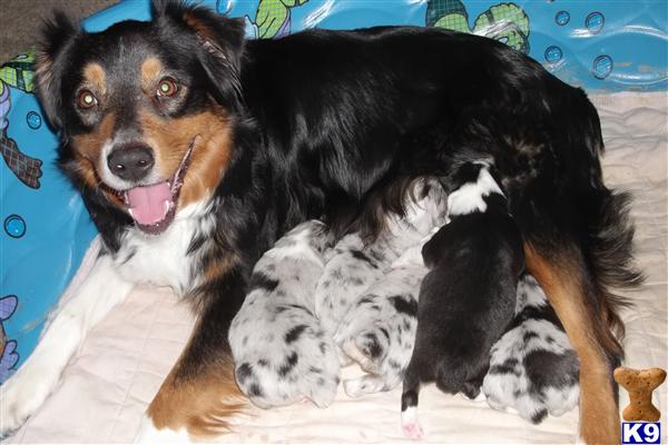 Puppies in MI