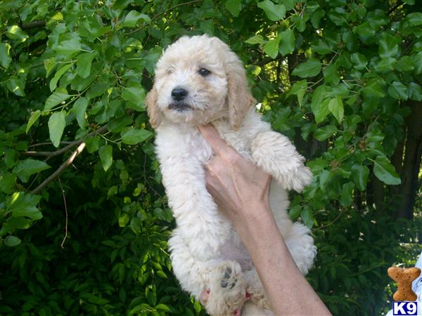 miniature goldendoodle puppies for sale. 2010 F1b Mini Goldendoodle puppies goldendoodle dogs for sale.