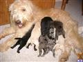 Goldendoodles