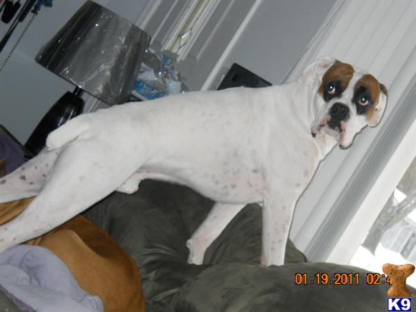 Stud Dogs in MA
