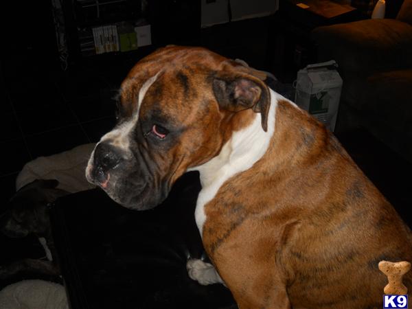 Stud Dogs in MA