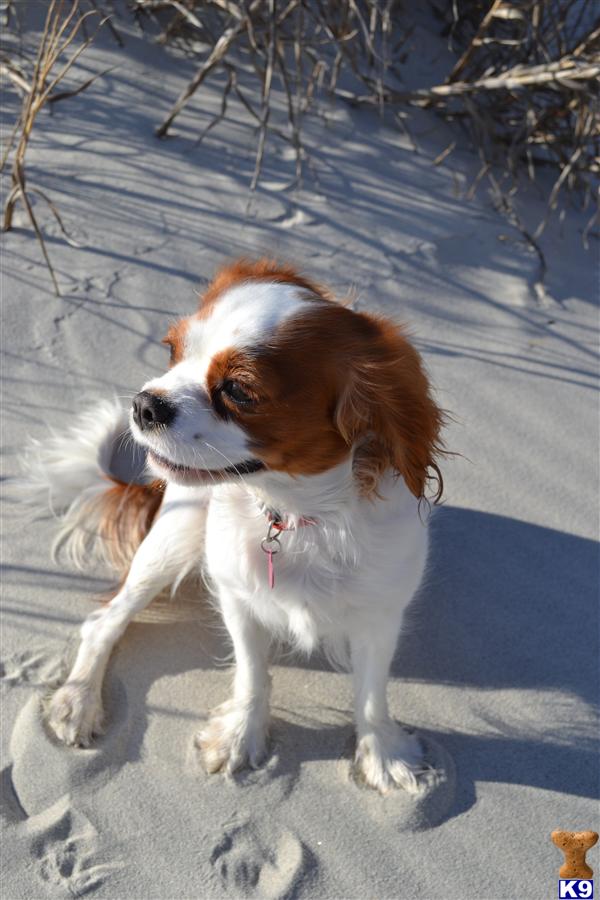 Female Dogs