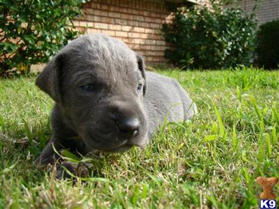 Puppies in OK