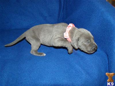 Great Dane Puppies for Sale