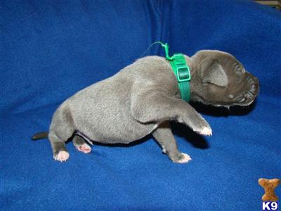 Great Dane Puppies for Sale
