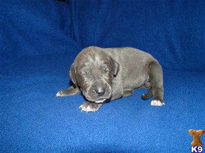 Great Dane Puppies for Sale