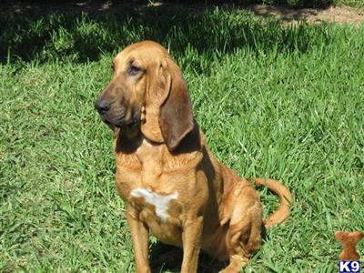 Bloodhound Puppies for Sale