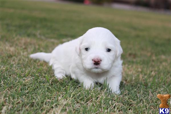 Puppies in AZ