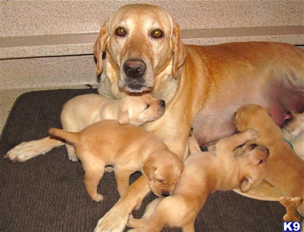Puppies in Lakewood