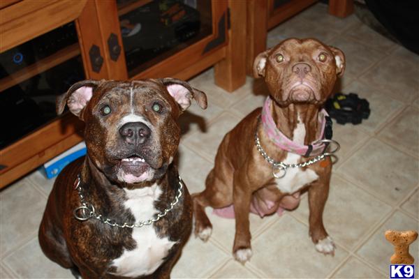 Puppies in Port charlotte